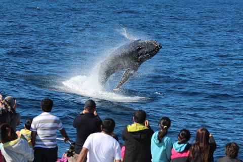 Tangalooma Island Resort Whale Watching Day Cruise With Dolphin Feeding - Accommodation Bookings 5