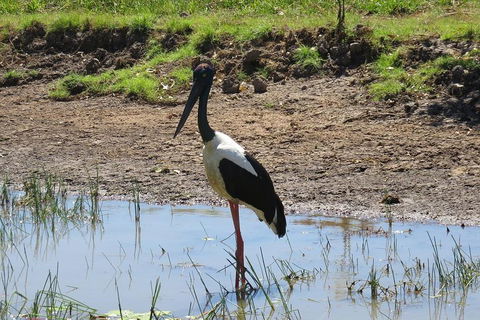 Darwin To Kakadu Day Trip By Air Including Yellow Water Cruise - Accommodation Bookings 0