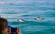 Julian Rocks Byron Bay Cruise - thumb 1