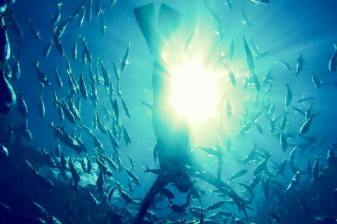 2-Day Whitsundays Sailing Adventure: SV Whitehaven - Accommodation Bookings 1