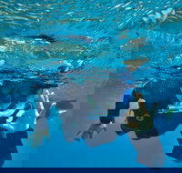 3 Day Whitsundays Sailing and Diving Adventure Kiana - Accommodation Bookings