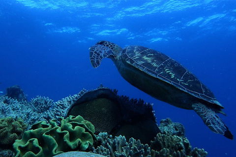 3 Day Whitsundays Sailing And Diving Adventure: Kiana - Accommodation Bookings 2