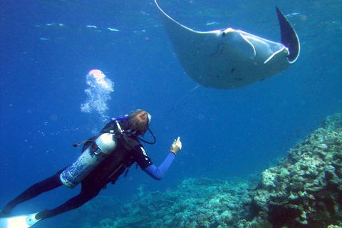3 Day Whitsundays Sailing And Diving Adventure: Kiana - Accommodation Bookings 3