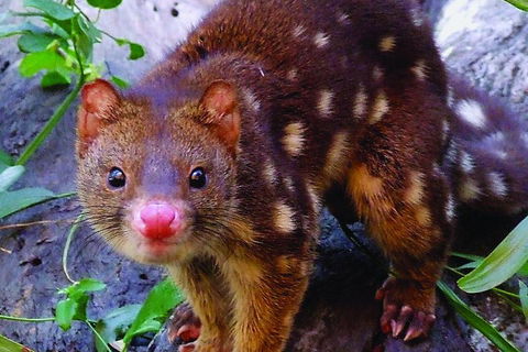 Hartley's Crocodile Adventures Breakfast With The Koalas - Accommodation Bookings 2