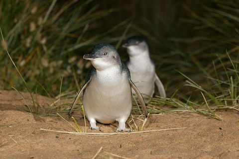 Phillip Island Penguin And Koala Highlights Day-Trip From Melbourne - Accommodation Bookings 3