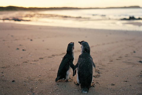 Phillip Island Penguin And Koala Highlights Day-Trip From Melbourne - Accommodation Bookings 4