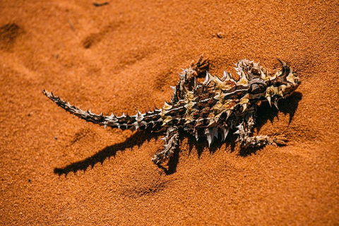 4-Day Coastal Loop Via Monkey Mia Wild Dolphins Kalbarri Pinnacles Perth Return - Accommodation Bookings 5