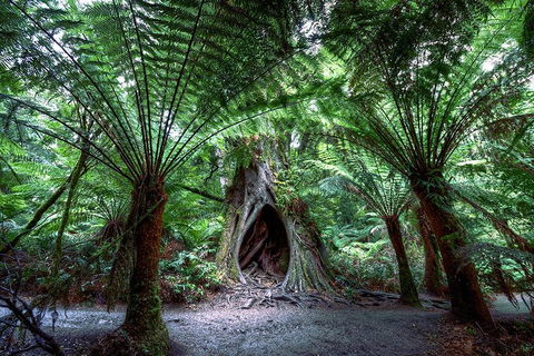2-Day Melbourne To Adelaide Tour: Great Ocean Road And Grampians One Way Trip - Accommodation Bookings 3