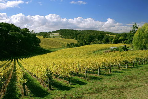 McLaren Vale And Glenelg Wine Tasting And Sightseeing (Half-day Afternoon) - Accommodation Bookings 4