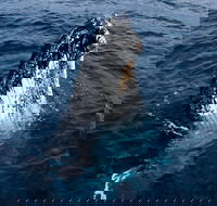 Phillip Island Whale Watching Tour - Accommodation Bookings
