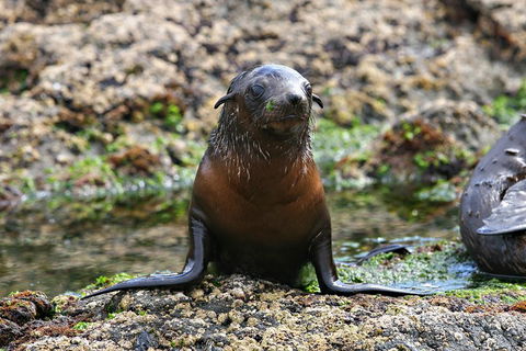 Phillip Island Seal-Watching Cruise - Accommodation Bookings 0