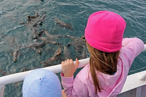 Phillip Island Seal-Watching Cruise - Accommodation Bookings 2