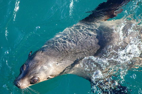 Phillip Island Seal-Watching Cruise - Accommodation Bookings 3
