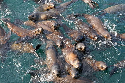 Phillip Island Seal-Watching Cruise - Accommodation Bookings 4