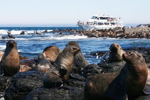 Phillip Island Seal-Watching Cruise - Accommodation Bookings 5