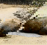 Phillip Island Penguin Parade Brighton Bathing Boxes and Wildlife Park Tour - Accommodation Bookings
