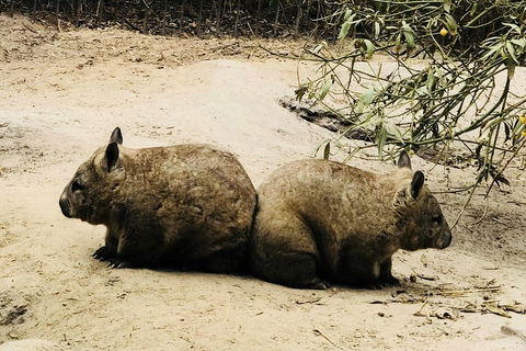 Phillip Island Penguin Parade, Brighton Bathing Boxes And Wildlife Park Tour - Accommodation Bookings 0