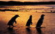 Phillip Island Penguin Parade, Brighton Bathing Boxes And Wildlife Park Tour - thumb 1