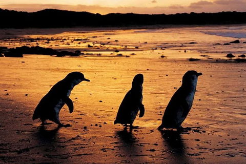 Phillip Island Penguin Parade, Brighton Bathing Boxes And Wildlife Park Tour - Accommodation Bookings 1