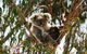 Phillip Island Penguin Parade, Brighton Bathing Boxes And Wildlife Park Tour - thumb 4