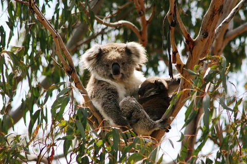 Phillip Island Penguin Parade, Brighton Bathing Boxes And Wildlife Park Tour - Accommodation Bookings 4