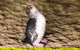Phillip Island Penguin Parade, Brighton Bathing Boxes And Wildlife Park Tour - thumb 5