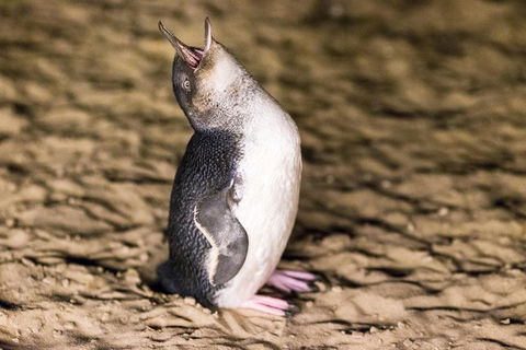 Phillip Island Penguin Parade, Brighton Bathing Boxes And Wildlife Park Tour - Accommodation Bookings 5