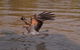 Litchfield And Jumping Crocodiles Full Day Trip From Darwin - thumb 0