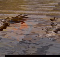 Litchfield and Jumping Crocodiles Full Day Trip from Darwin - Accommodation Bookings