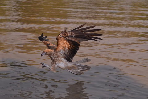 Litchfield And Jumping Crocodiles Full Day Trip From Darwin - Accommodation Bookings 0