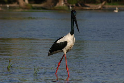Litchfield And Jumping Crocodiles Full Day Trip From Darwin - Accommodation Bookings 1