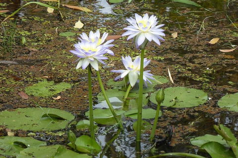 Yellow Water Cruise - Kakadu - Accommodation Bookings 0