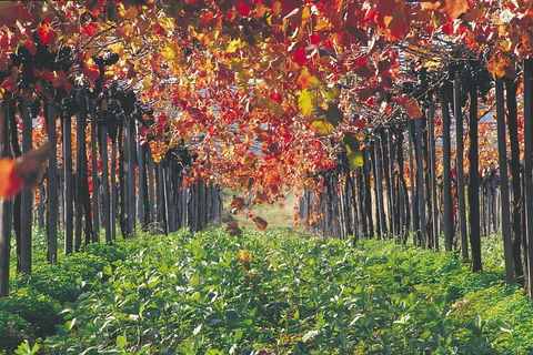 Margaret River Private Tour - Accommodation Bookings 0