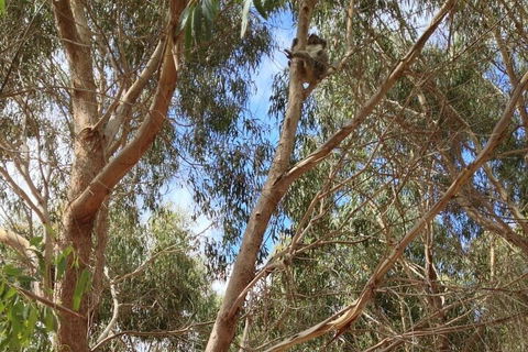 Kangaroo Island 4WD Tour - Best Of KI In 2 Days - Accommodation Bookings 0