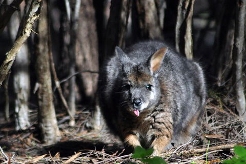 Small-Group Kangaroo Island 4WD Night Tour - Accommodation Bookings 1