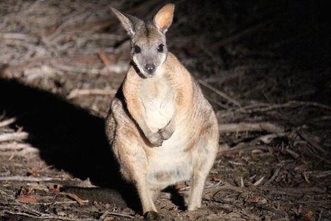 Small-Group Kangaroo Island 4WD Night Tour - Accommodation Bookings 3