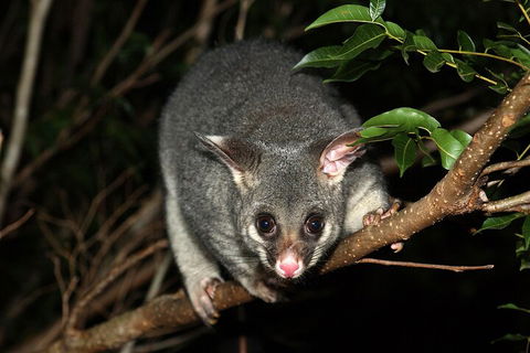 Small-Group Kangaroo Island 4WD Night Tour - Accommodation Bookings 5