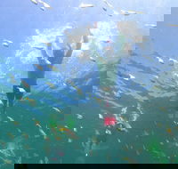 Manly Snorkel Trip and Nature Walk with Local Guide - Accommodation Bookings
