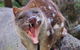 After Dark Tasmanian Devil Feeding Tour At Cradle Mountain - thumb 0
