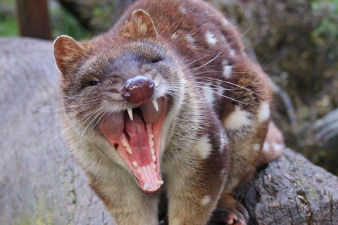 After Dark Tasmanian Devil Feeding Tour At Cradle Mountain - Accommodation Bookings 0