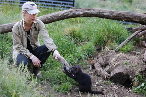 After Dark Tasmanian Devil Feeding Tour At Cradle Mountain - Accommodation Bookings 1