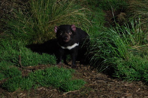 After Dark Tasmanian Devil Feeding Tour At Cradle Mountain - Accommodation Bookings 4