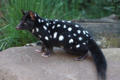 After Dark Tasmanian Devil Feeding Tour At Cradle Mountain - Accommodation Bookings 5