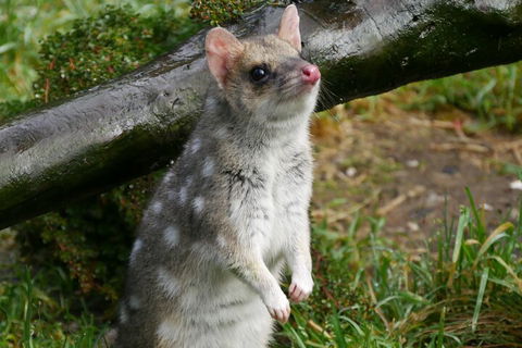 1-Hour Tasmanian Devil Feeding Day Tour At Cradle Mountain - Accommodation Bookings 0