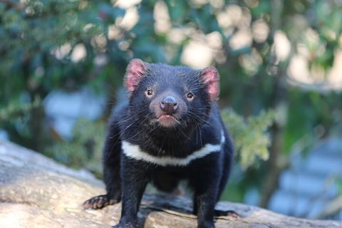 1-Hour Tasmanian Devil Feeding Day Tour At Cradle Mountain - Accommodation Bookings 1