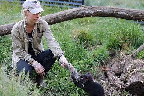 1-Hour Tasmanian Devil Feeding Day Tour At Cradle Mountain - Accommodation Bookings 2
