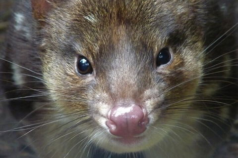 1-Hour Tasmanian Devil Feeding Day Tour At Cradle Mountain - Accommodation Bookings 3