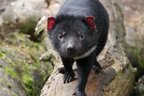 1-Hour Tasmanian Devil Feeding Day Tour At Cradle Mountain - Accommodation Bookings 4