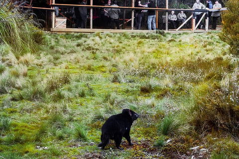 1-Hour Tasmanian Devil Feeding Day Tour At Cradle Mountain - Accommodation Bookings 5