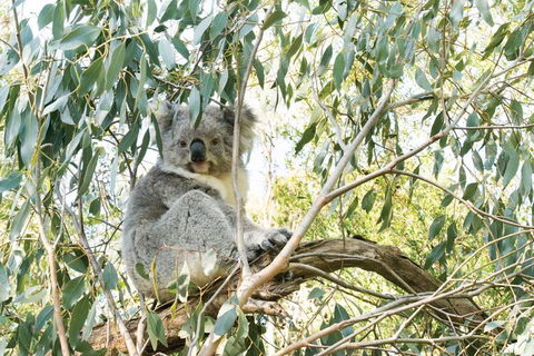 Ultimate Reverse Direction - 12 Apostles, Great Ocean Road - Small Group Tour - Accommodation Bookings 5